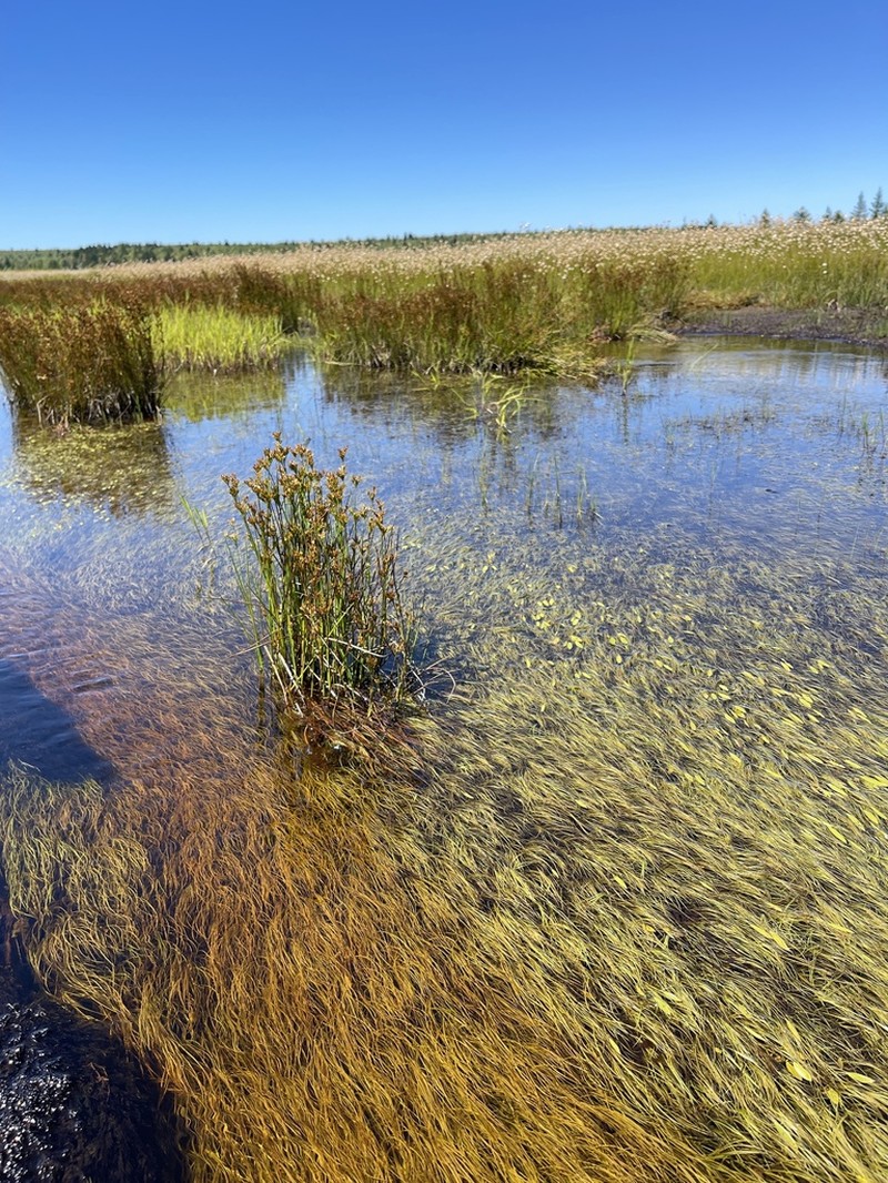 Tennessee Pondweed