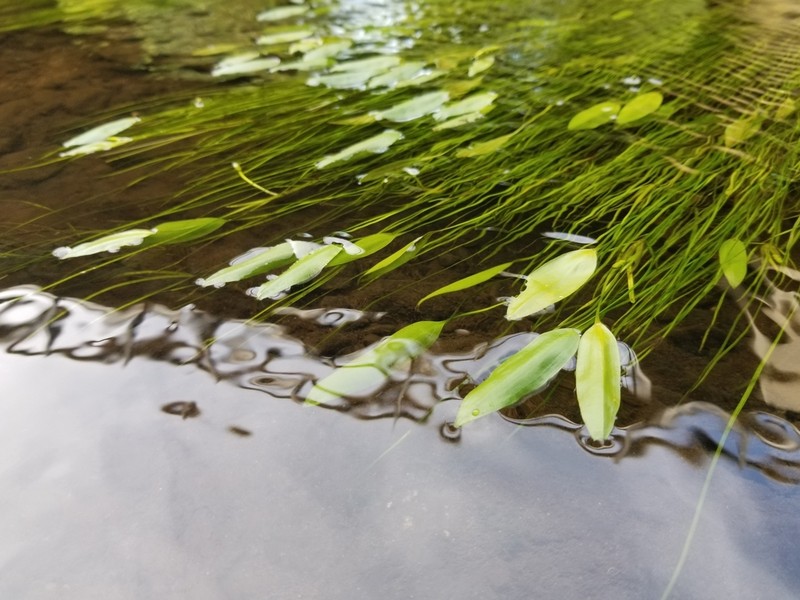 Tennessee Pondweed photo 2