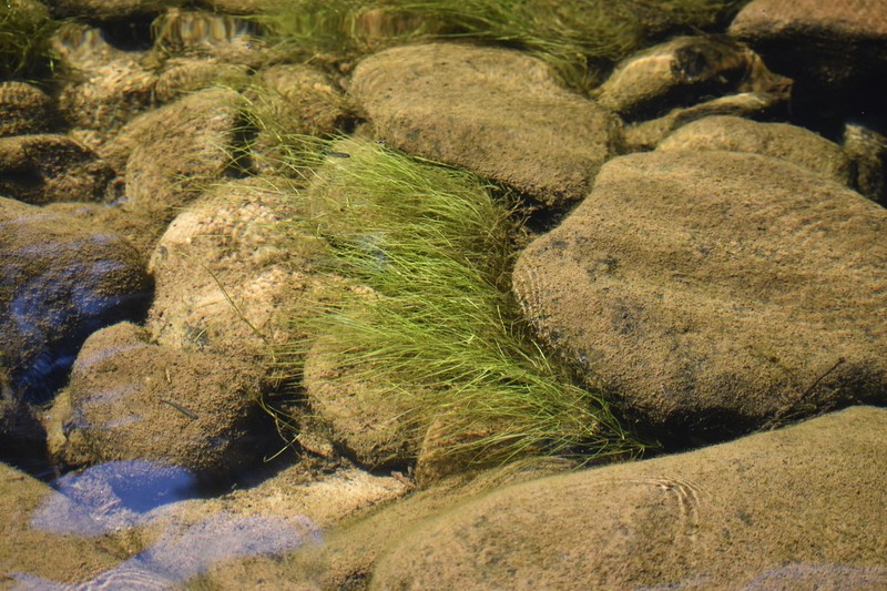Tennessee Pondweed photo 3