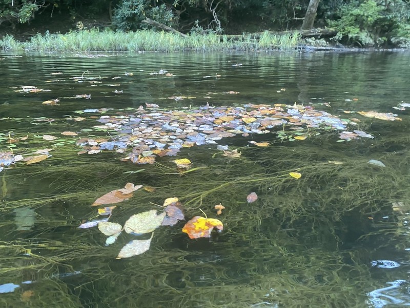 Tennessee Pondweed photo 4