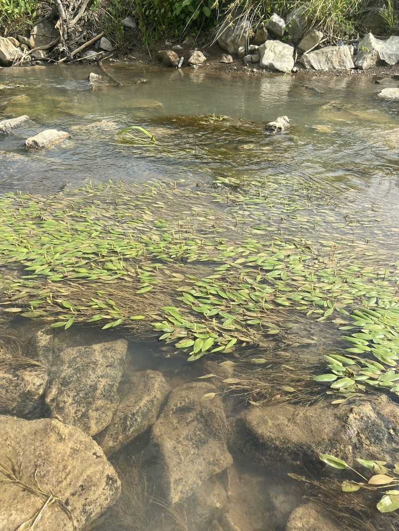 Tennessee Pondweed photo 5