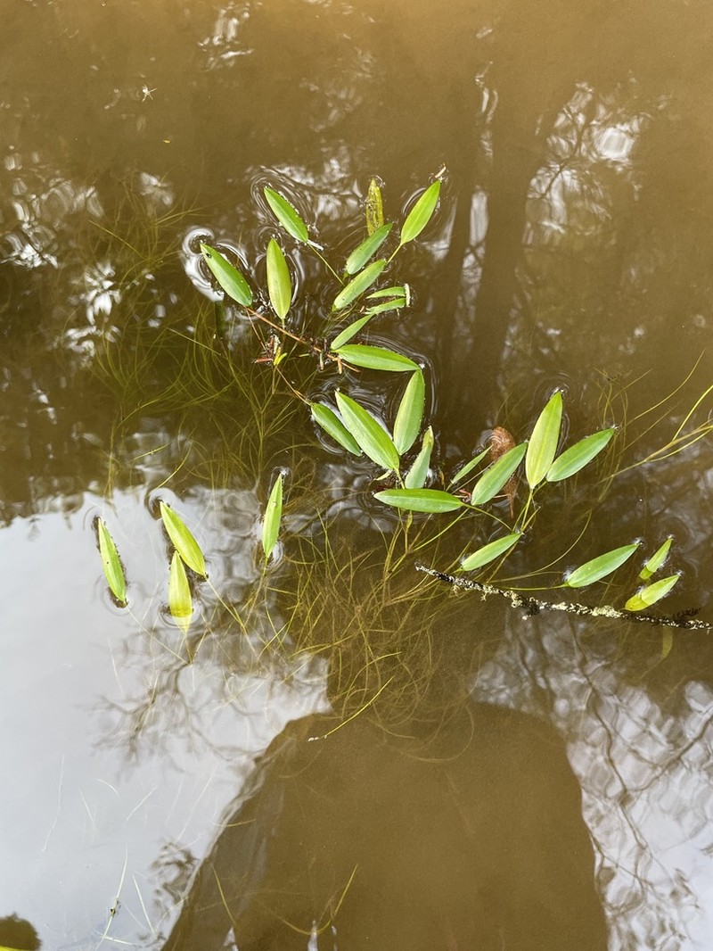 Tennessee Pondweed photo 6