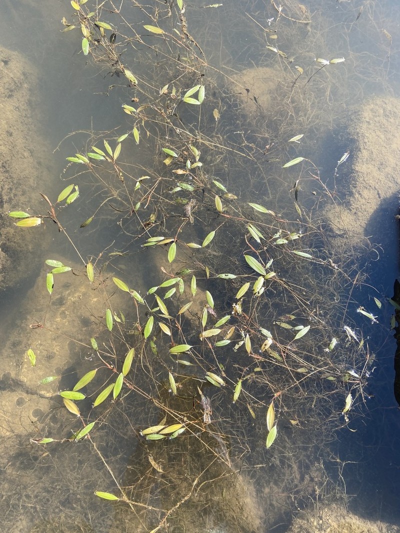 Tennessee Pondweed photo 7