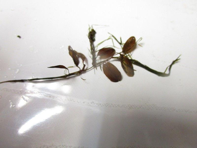 Vasey's Pondweed photo 2