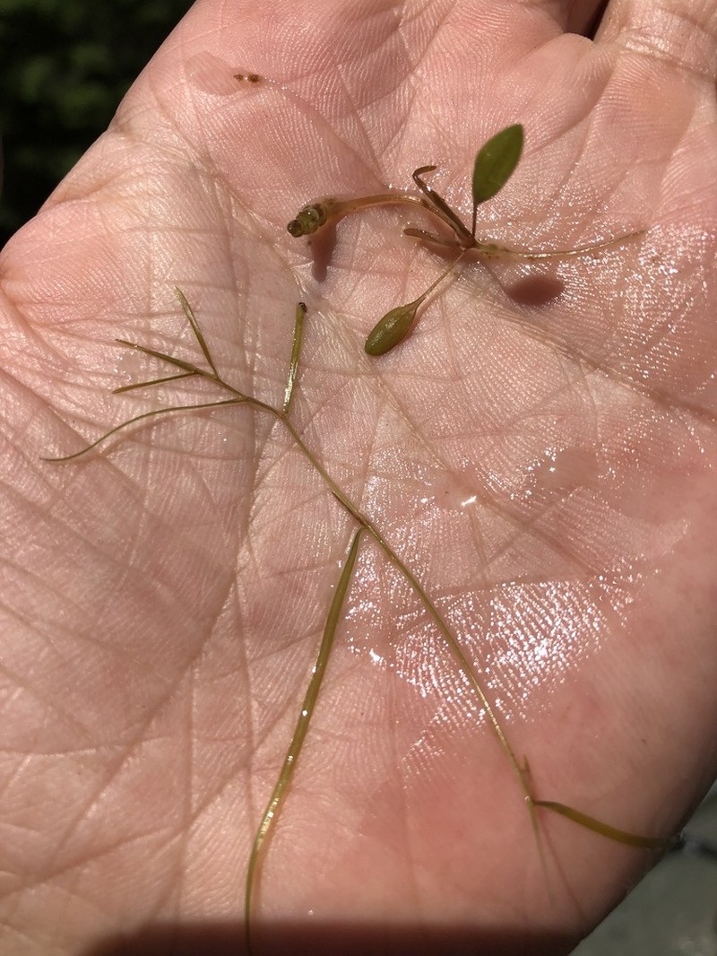 Vasey's Pondweed photo 3