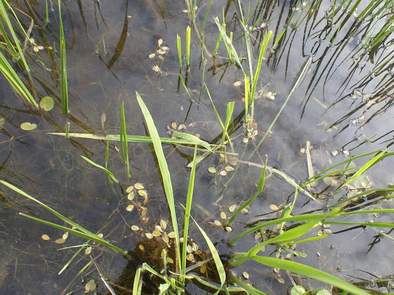 Vasey's Pondweed photo 4