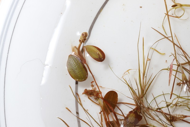 Vasey's Pondweed photo 6