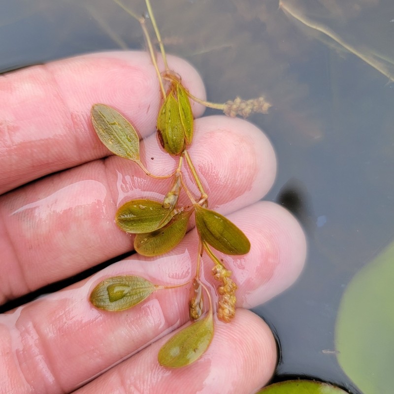 Vasey's Pondweed photo 7