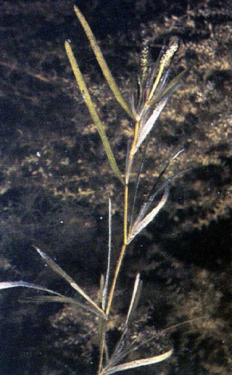 Flatstem Pondweed