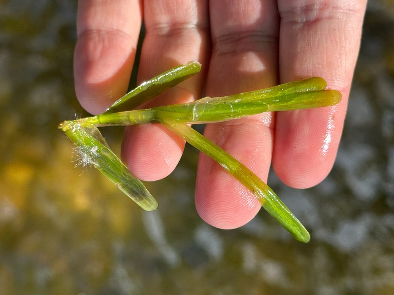 Flatstem Pondweed photo 2