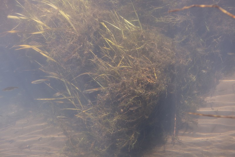 Flatstem Pondweed photo 3