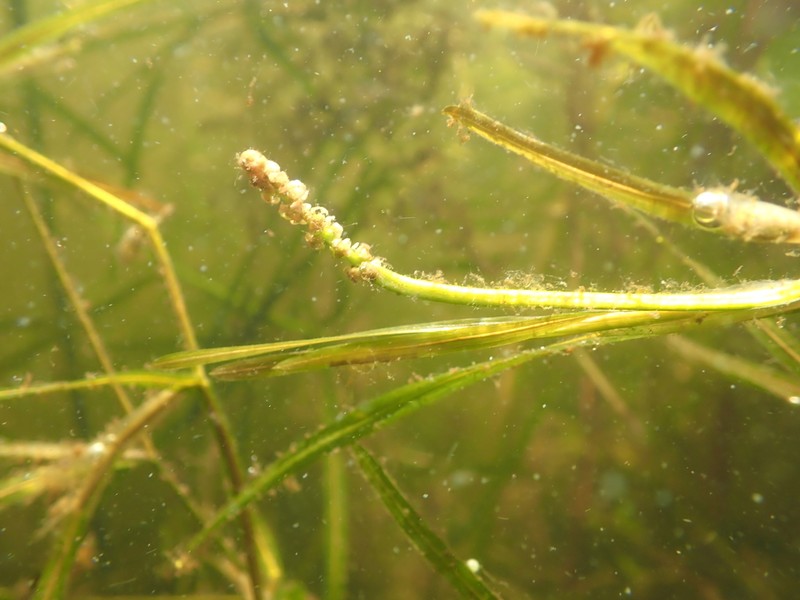 Flatstem Pondweed photo 4