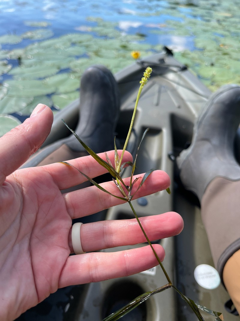 Flatstem Pondweed photo 5