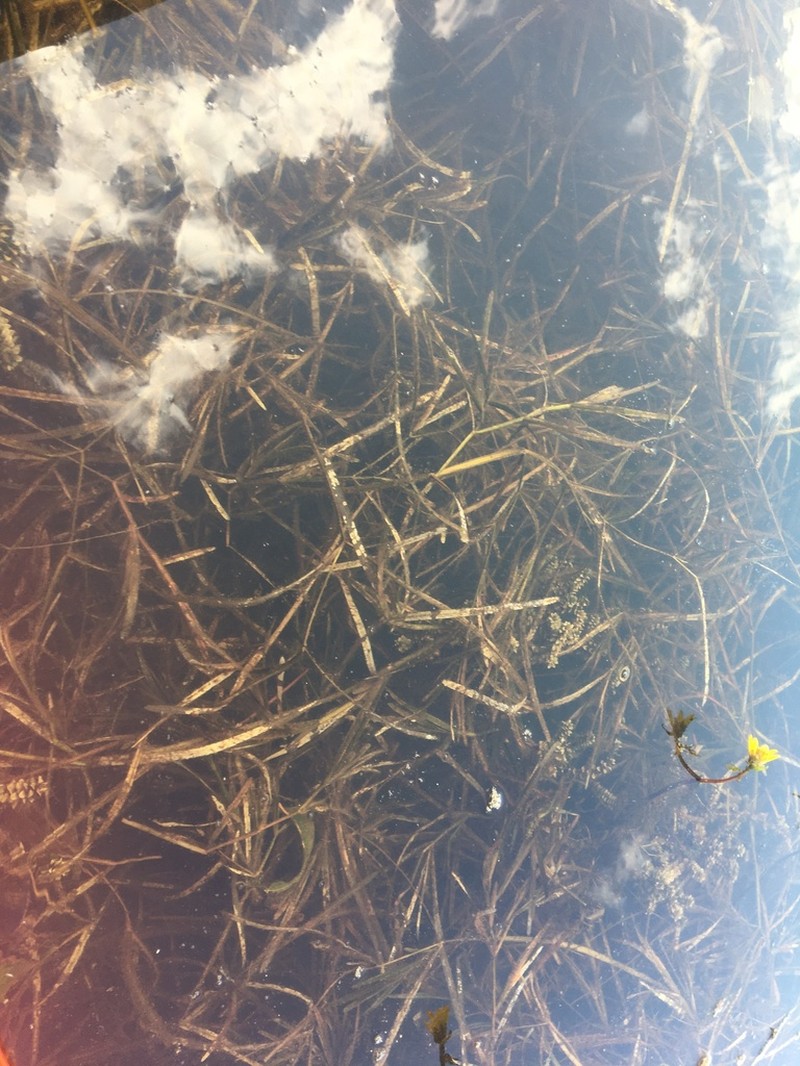 Flatstem Pondweed photo 6