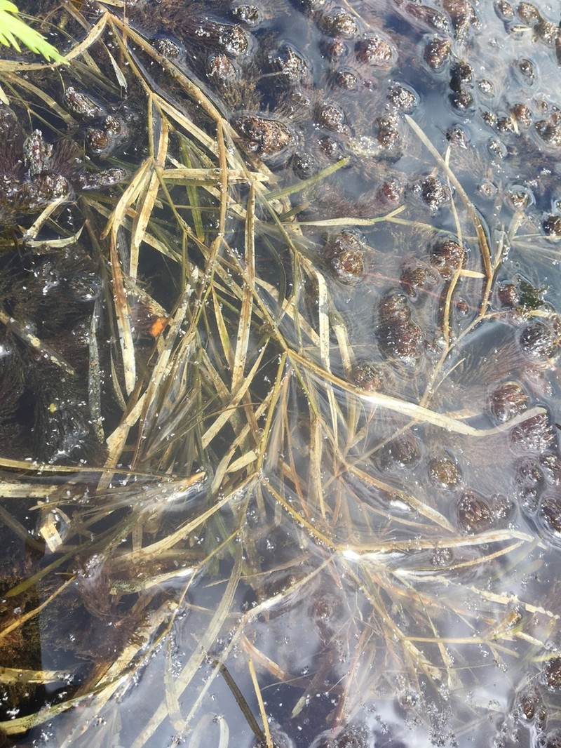 Flatstem Pondweed photo 7