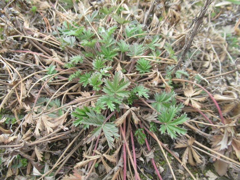 Potentilla × angarensis