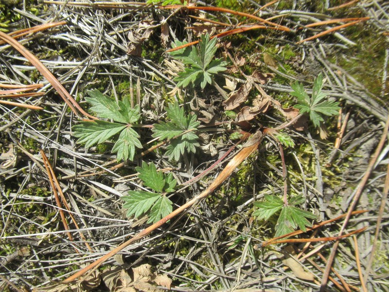 Potentilla × angarensis photo 2