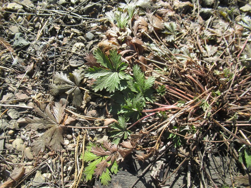 Potentilla × angarensis photo 3