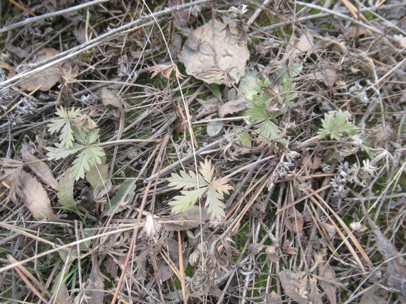 Potentilla × angarensis photo 4