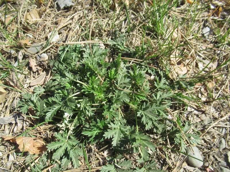 Potentilla × approximata