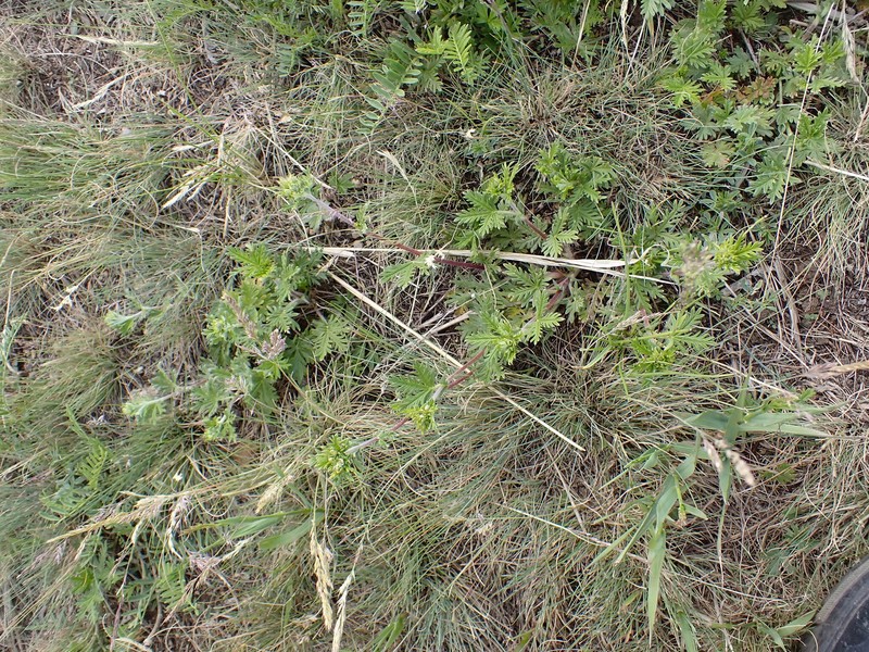 Potentilla × approximata photo 2
