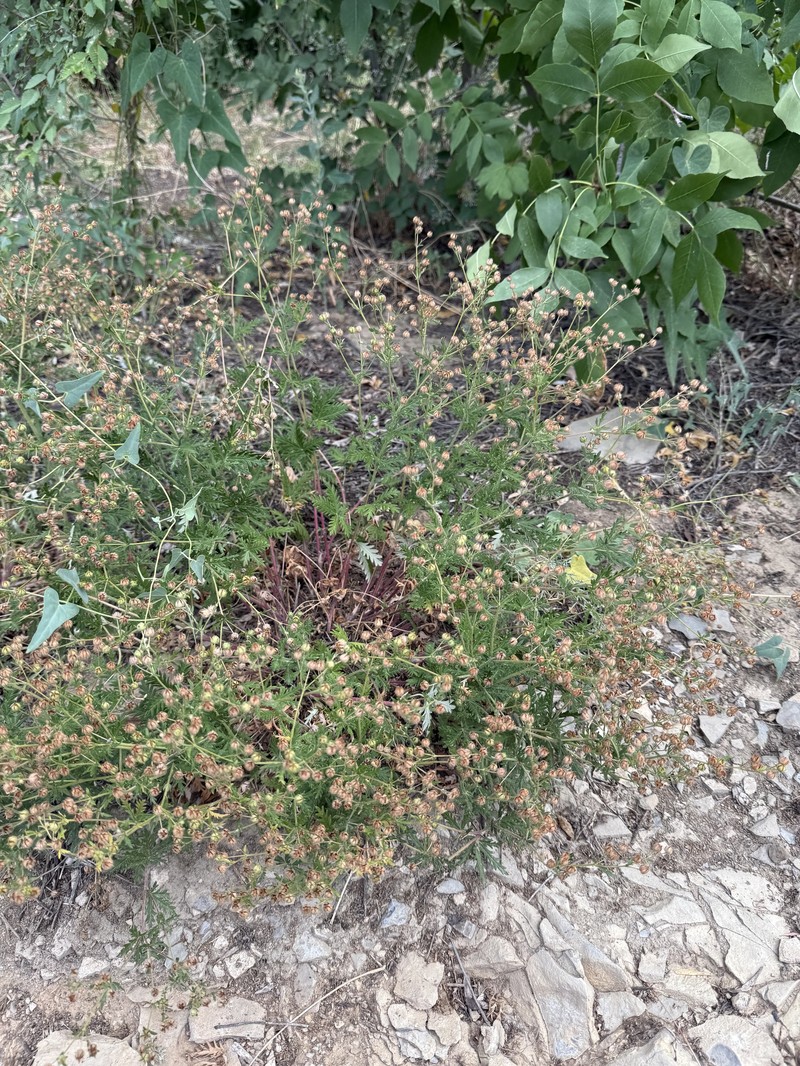 Potentilla × approximata photo 3