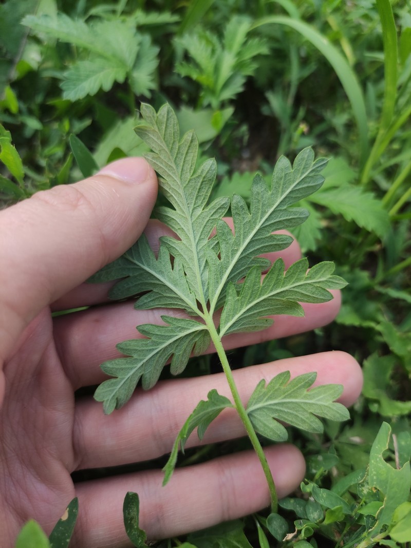 Potentilla × approximata photo 4