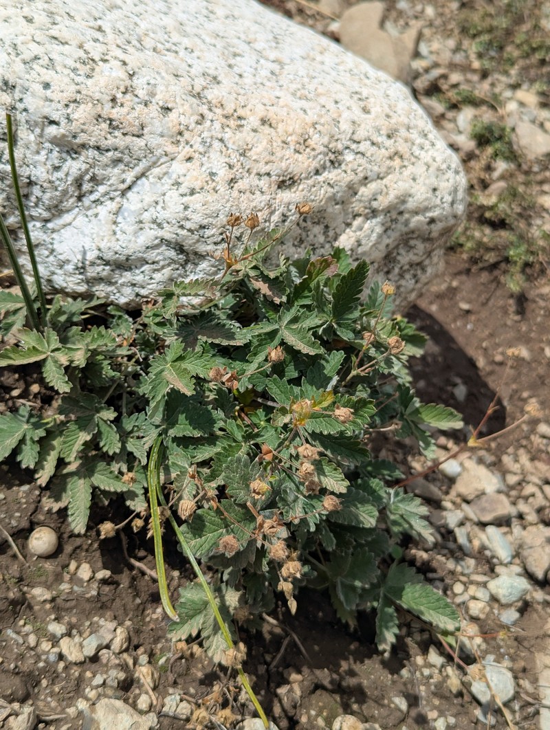 Potentilla × blanda