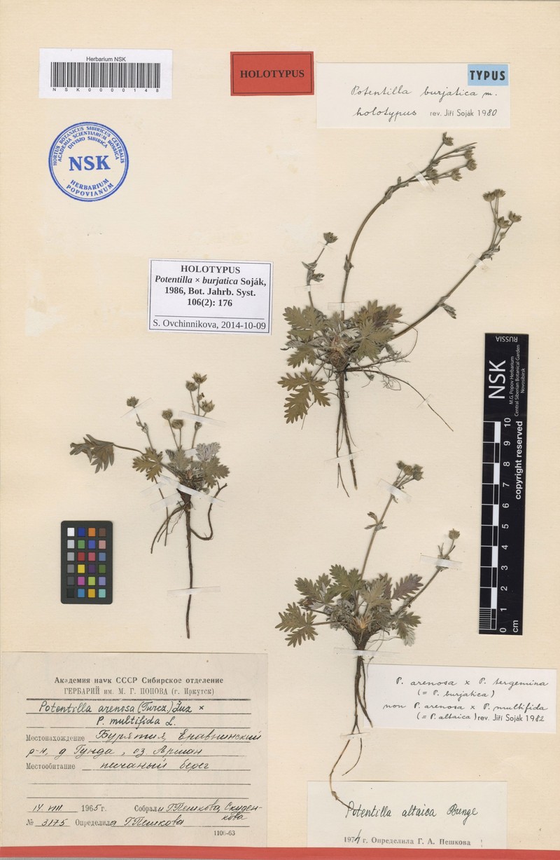 Potentilla × burjatica