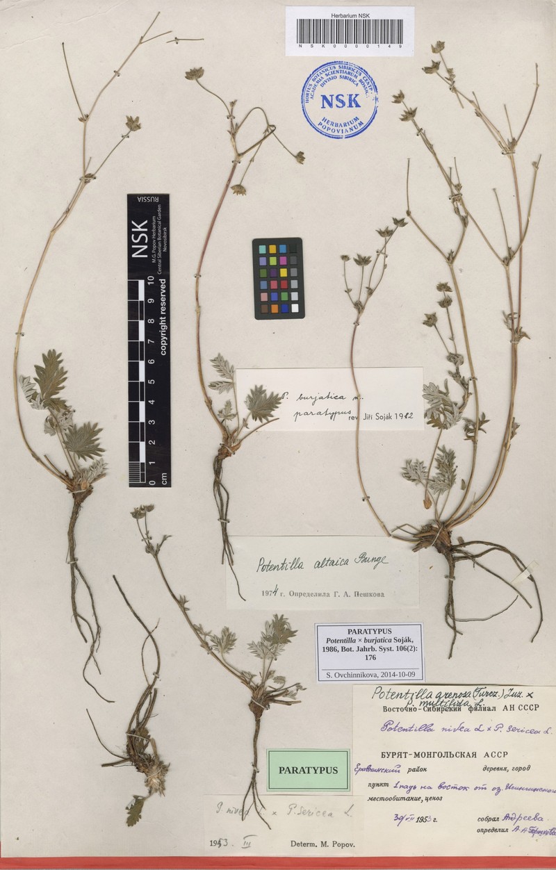 Potentilla × burjatica photo 2