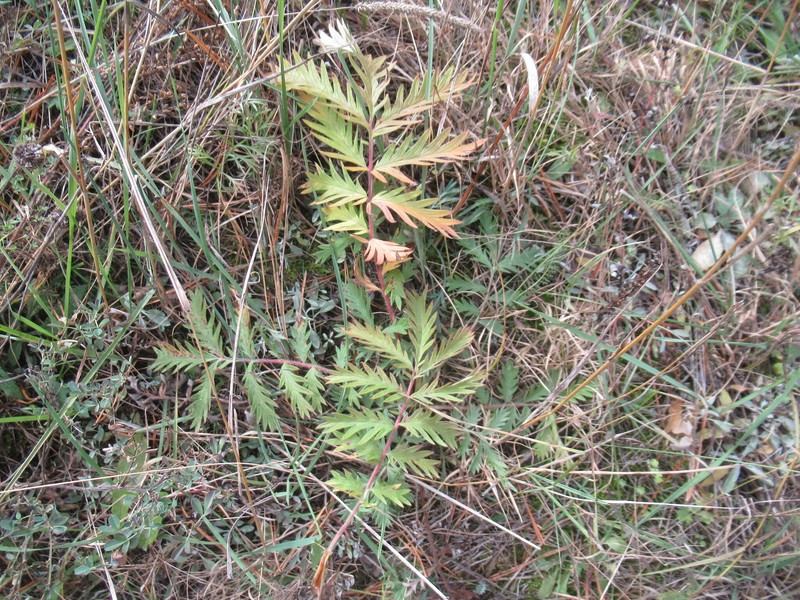 Potentilla × chalchorum