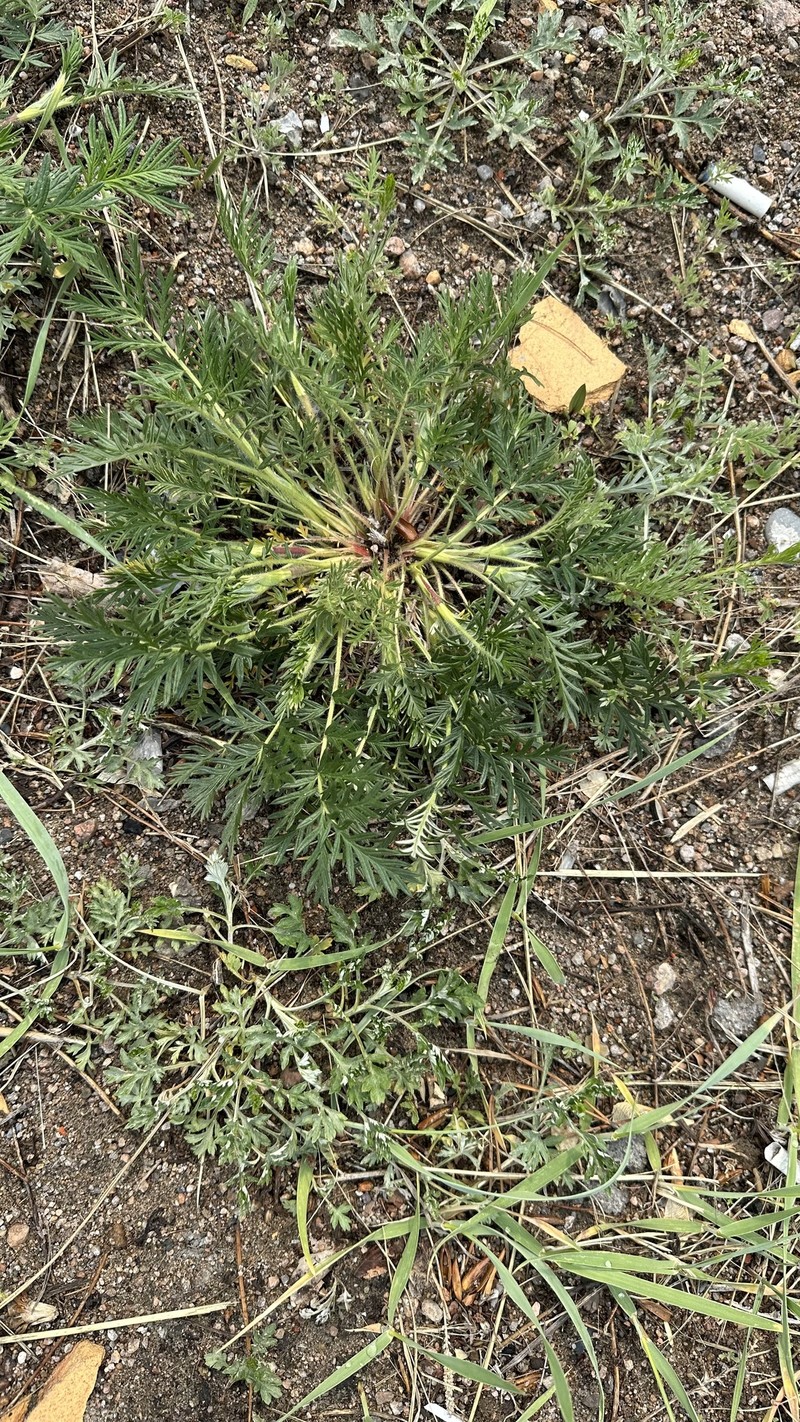 Potentilla × chalchorum photo 2
