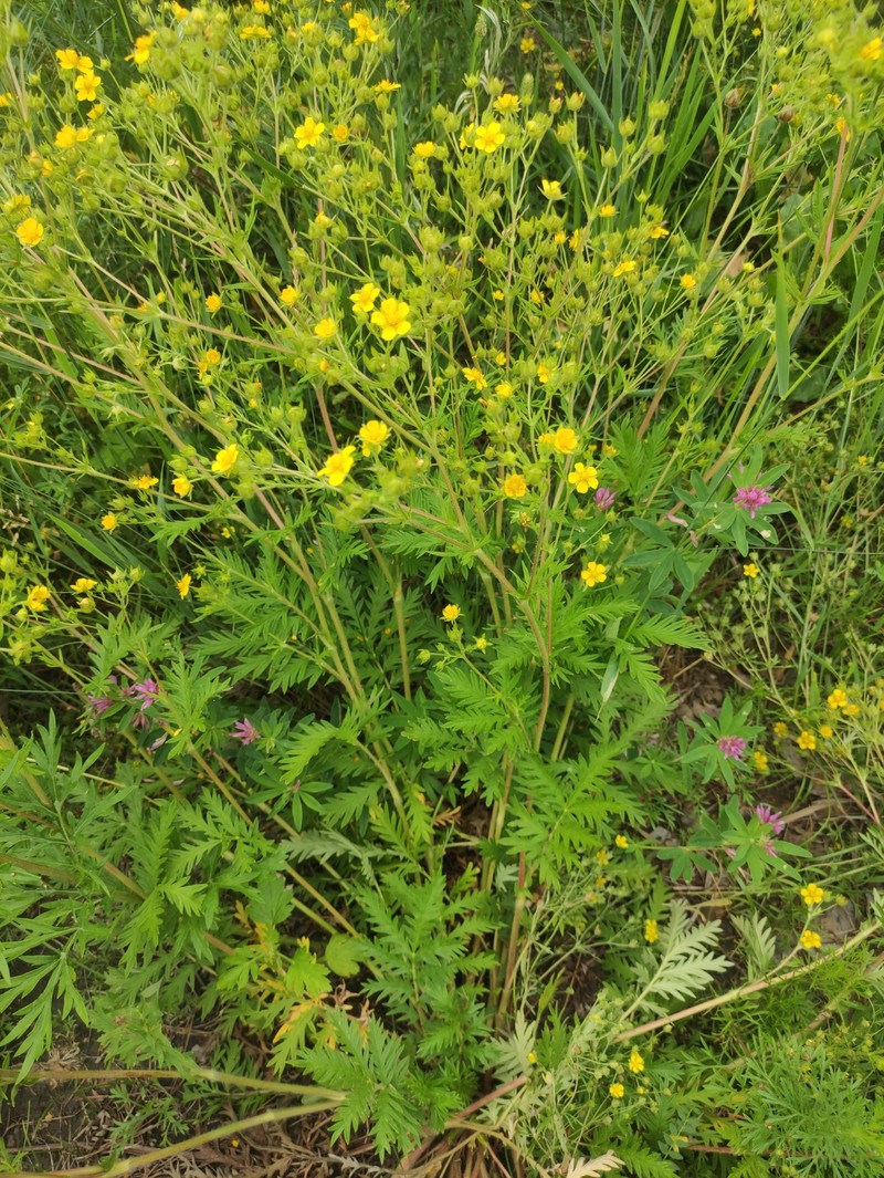 Potentilla × chalchorum photo 4