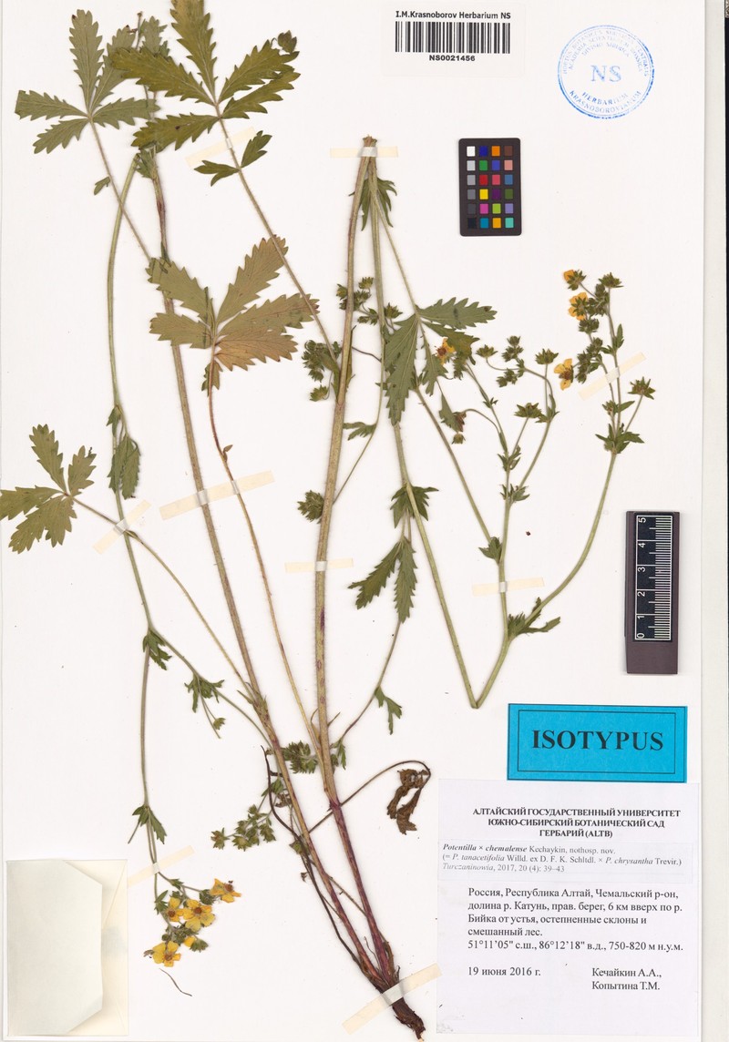 Potentilla × chemalensis
