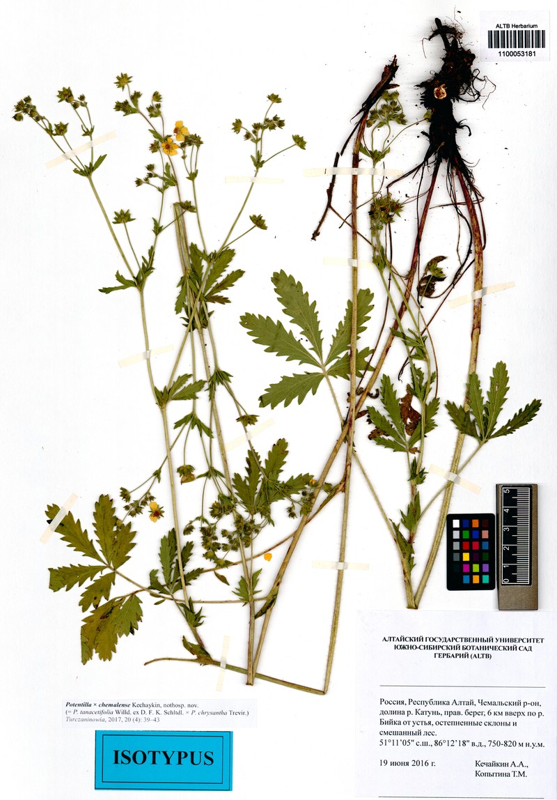 Potentilla × chemalensis photo 2