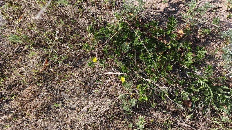 Palmleaf Cinquefoil photo 5