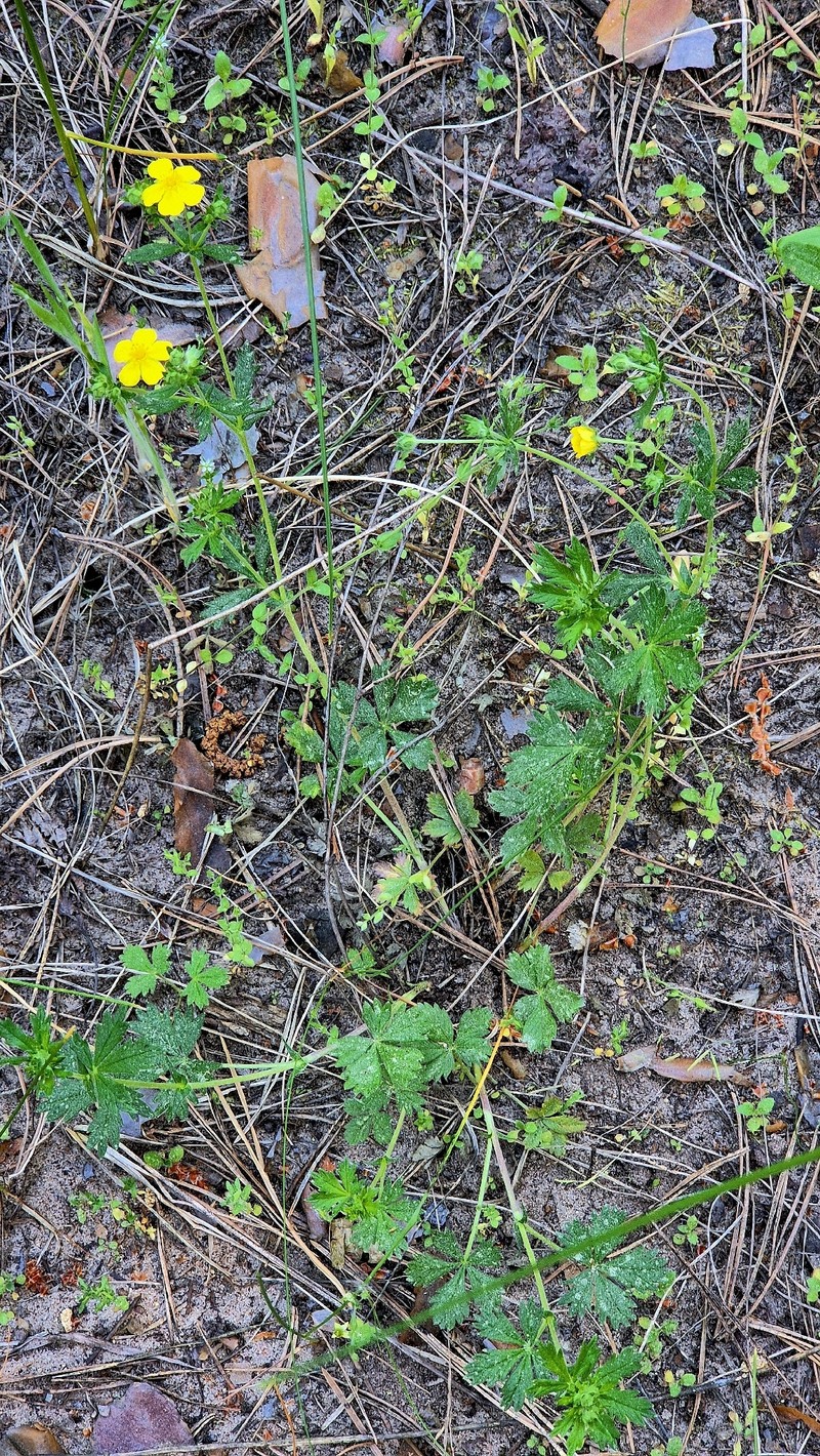 Palmleaf Cinquefoil photo 6