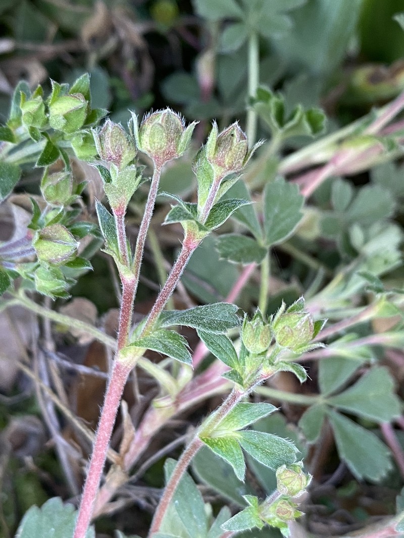 Palmleaf Cinquefoil photo 8
