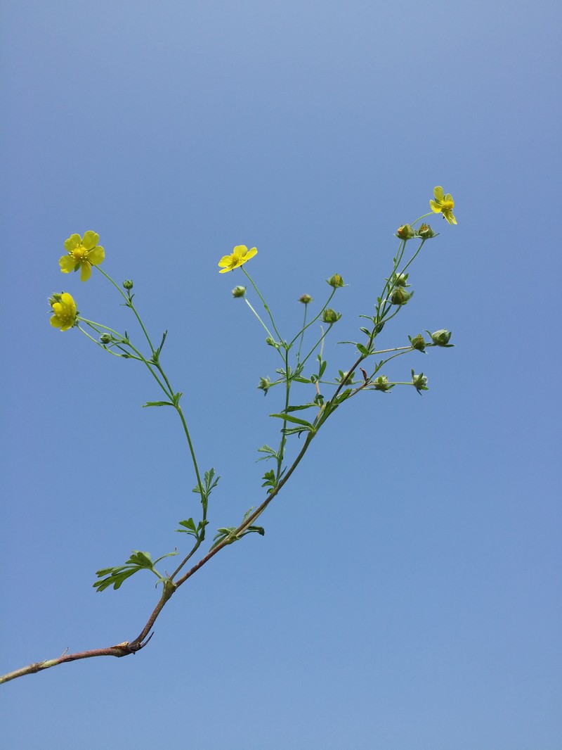 Palmleaf Cinquefoil