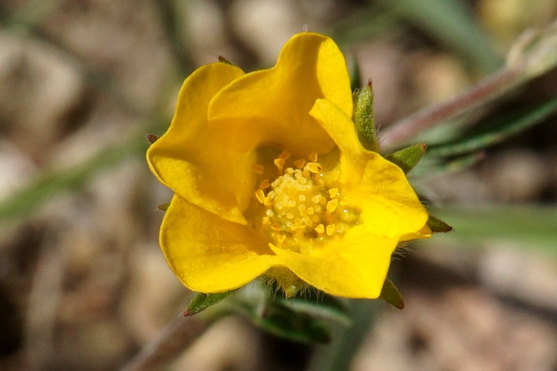 Potentilla × daghestanica