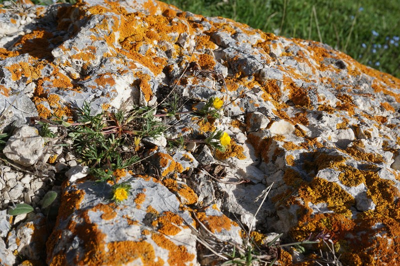 Potentilla × daghestanica photo 2
