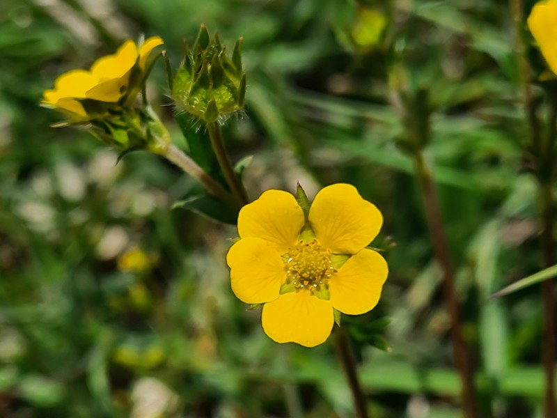Potentilla × daghestanica photo 3