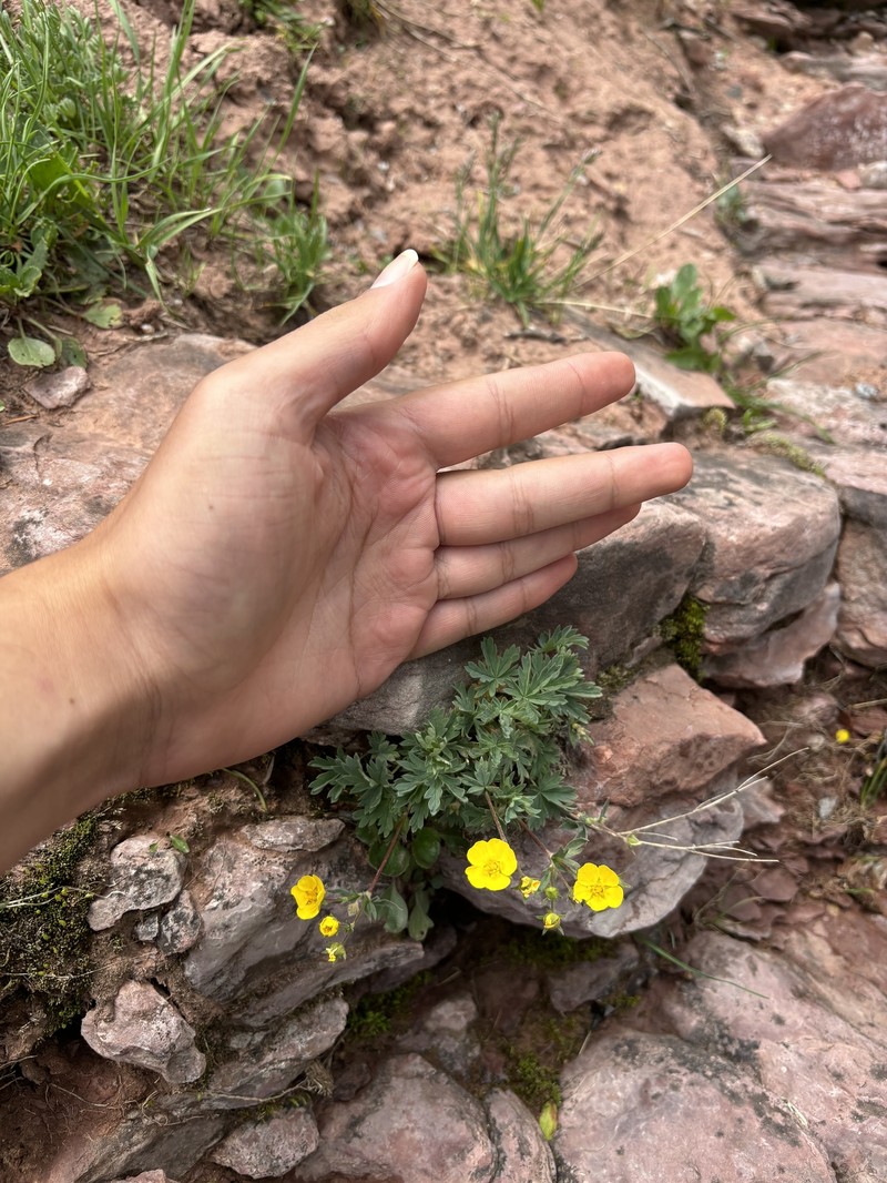 Varileaf Cinquefoil