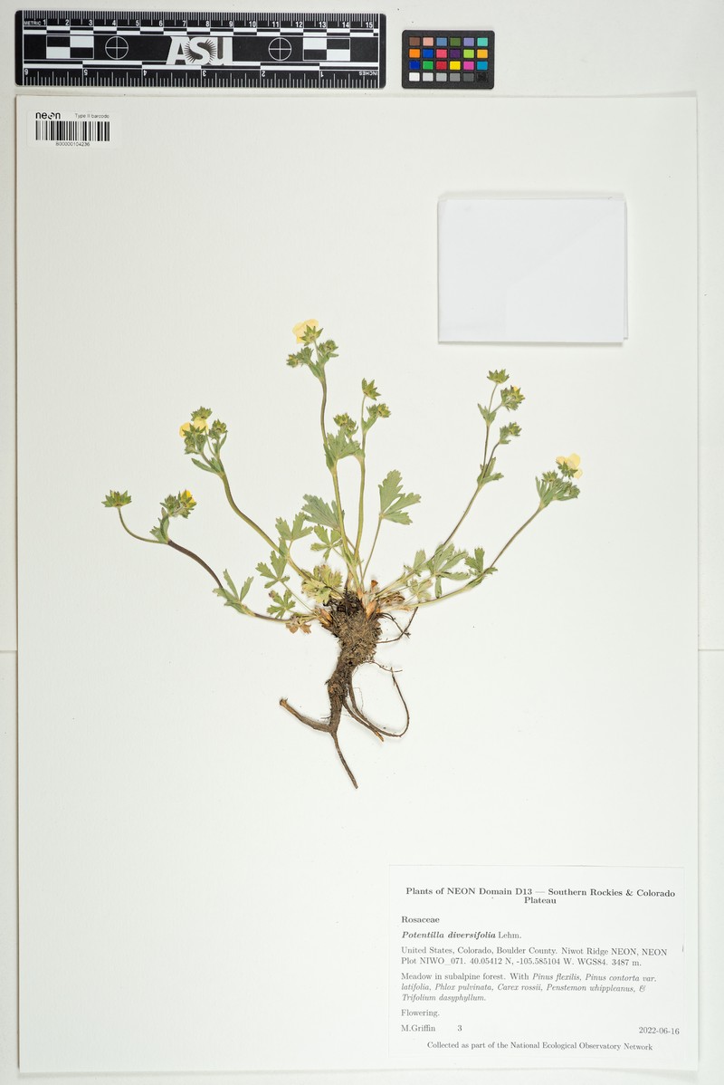 Varileaf Cinquefoil photo 2