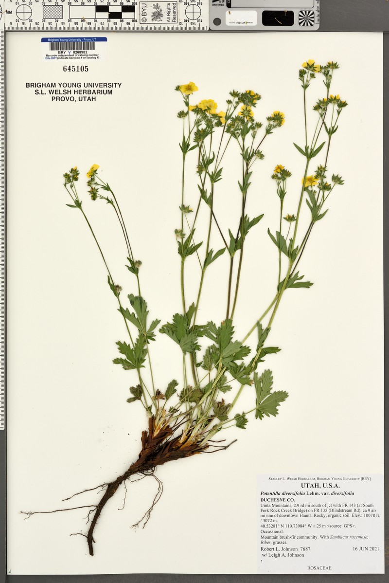 Varileaf Cinquefoil photo 3
