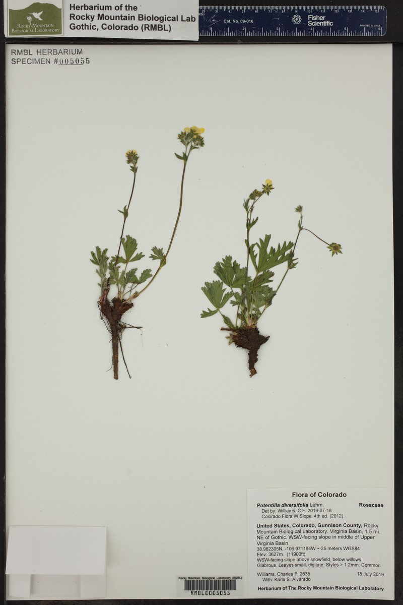 Varileaf Cinquefoil photo 4