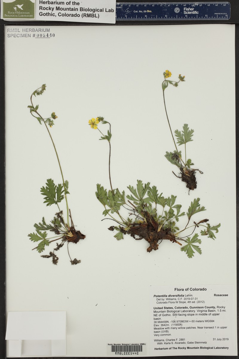 Varileaf Cinquefoil photo 5
