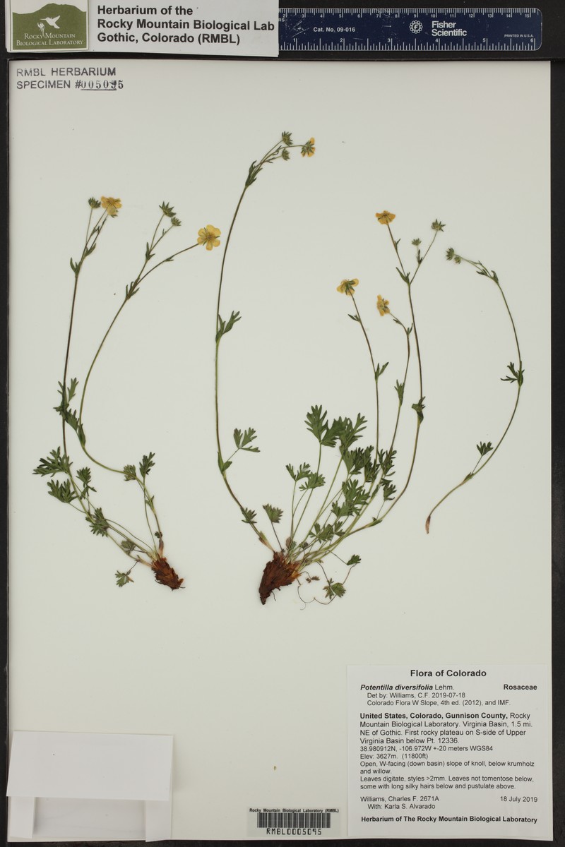 Varileaf Cinquefoil photo 6