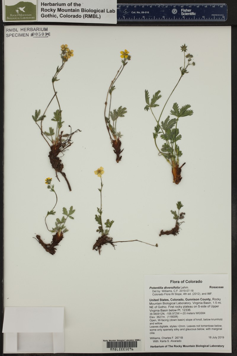 Varileaf Cinquefoil photo 7