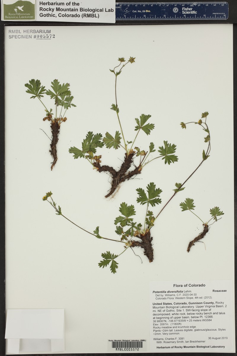 Varileaf Cinquefoil photo 8